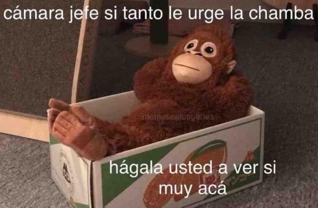 Este Mono Tiene Razon - meme