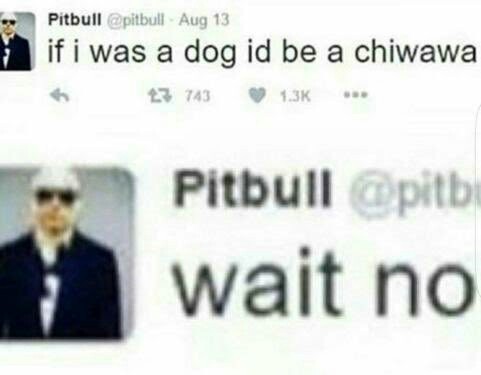 Chihuahua - meme