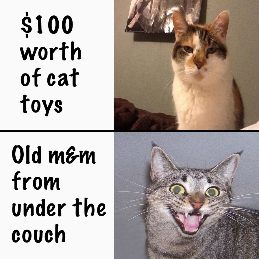 Cats will be cats - meme