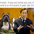 Innocent pitbull