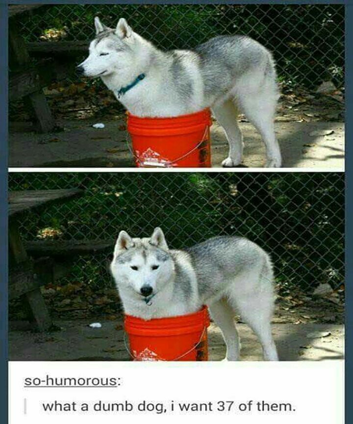 Huskies are nice dogs - meme
