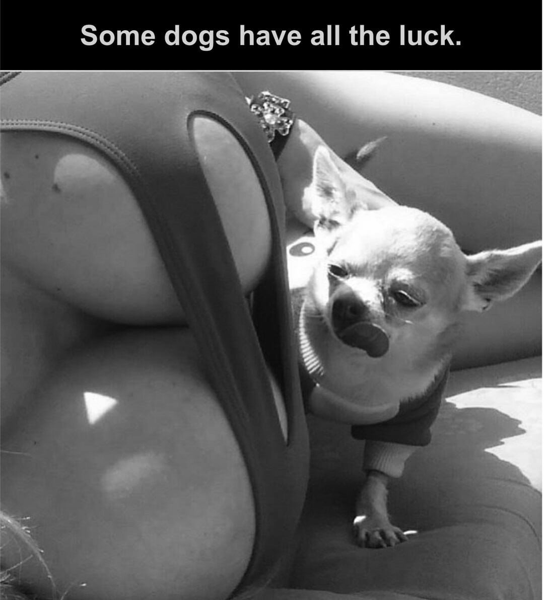 And some women attract all the dogs. - meme