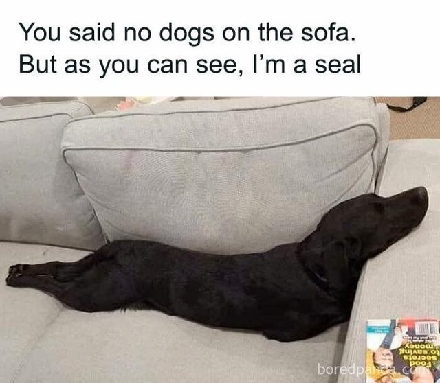 You said no dogs on the sofa but seals weren't mentioned - meme