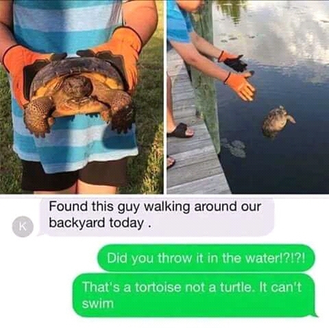 Sea Turtle? xD - meme