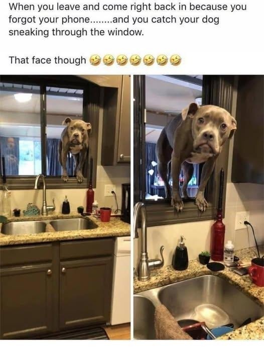 Forgot my phone, caught the dog sneaking in - meme