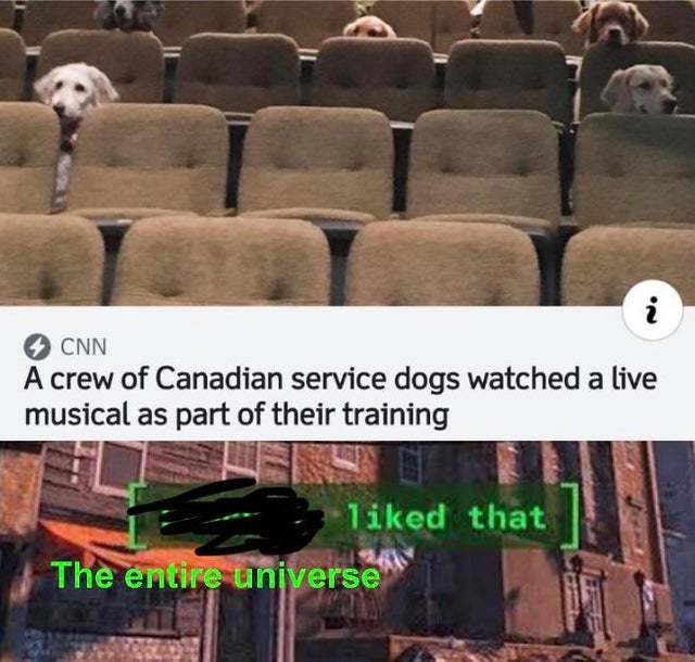 A crew of Canadian service dogs watched a live musical as part of their training - meme