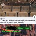 A crew of Canadian service dogs watched a live musical as part of their training