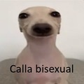 Calla bisexual