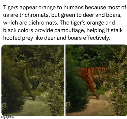 Interesting tiger facts - meme