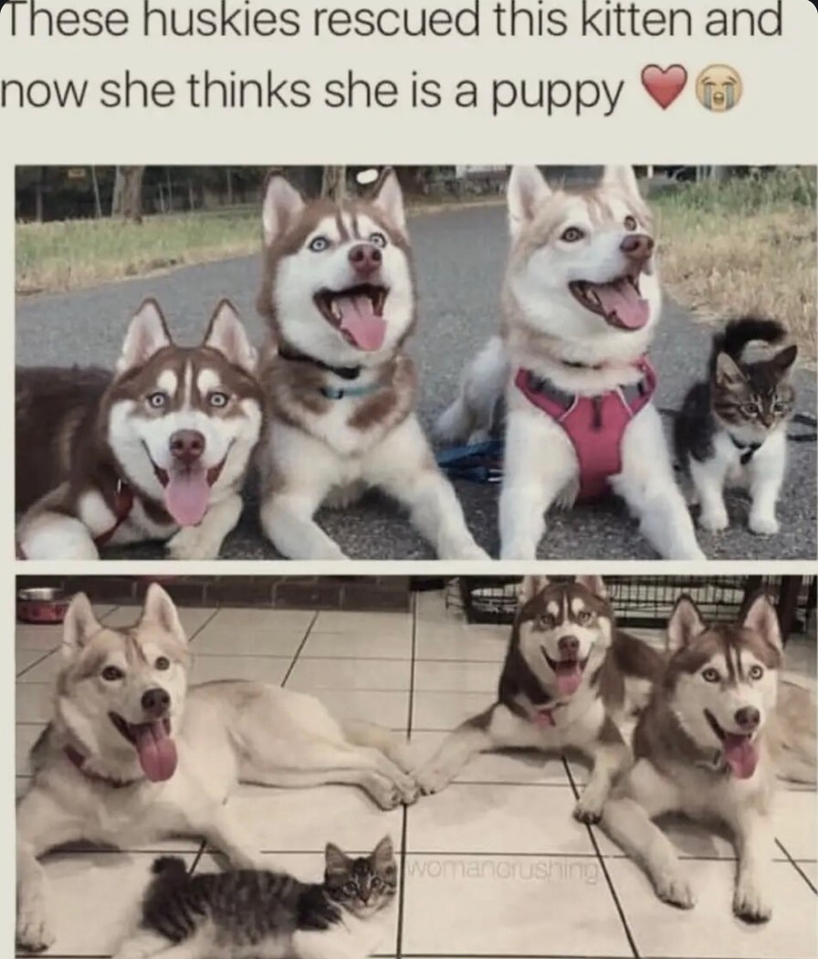 These huskies adopted a kitten and now she's one of the pack - meme