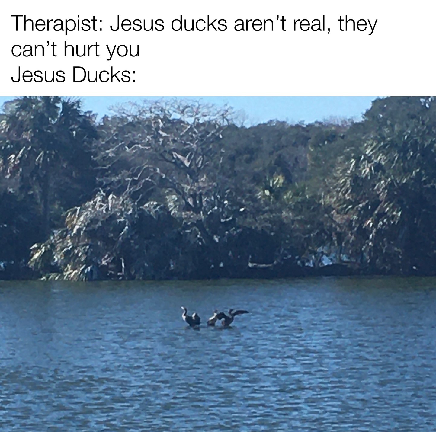 Jesus Ducks - meme