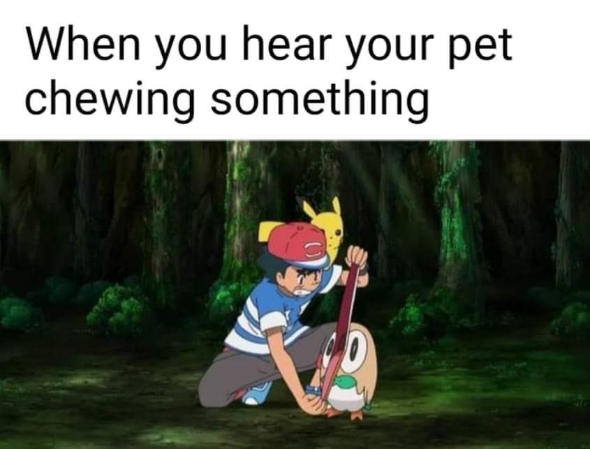 pokemon representating your pet