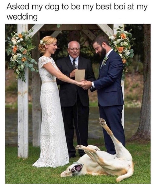 Asked my dog to be my best boy at my wedding - meme
