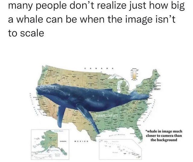 true size of a whale - meme