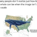 true size of a whale
