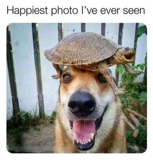 Happiest photo I've ever seen in my life indeed - meme