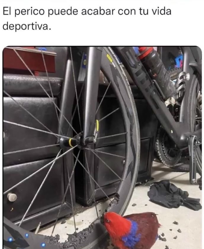 maradona lore - meme