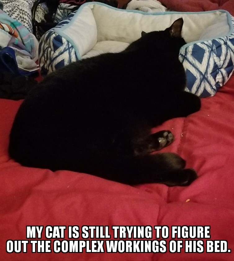 My cat is an idiot - meme