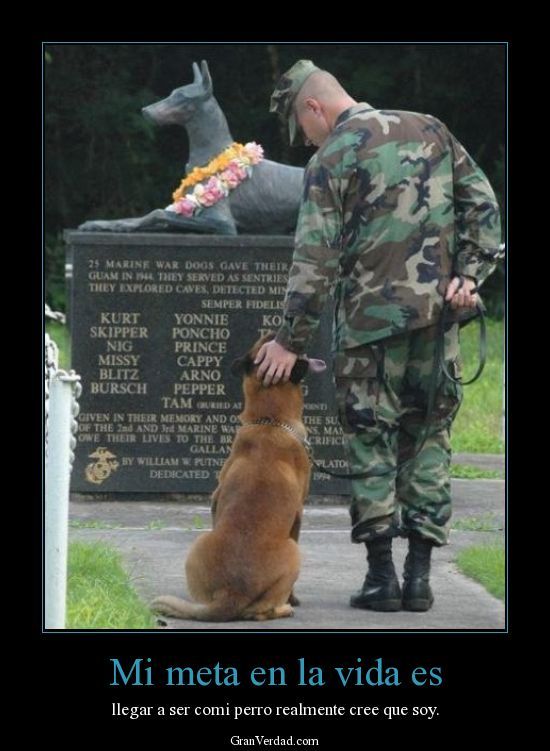 soldier dog - Meme subido por EnriquePenaNieto3 :) Memedroid