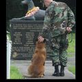 soldier dog
