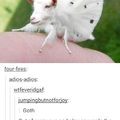 Goat + Moth = Goth