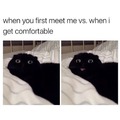 Cat memes