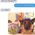 It's dogs birthday
