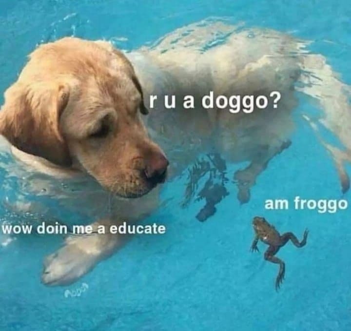 wholesome froggo Wednesday - meme