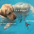 wholesome froggo Wednesday