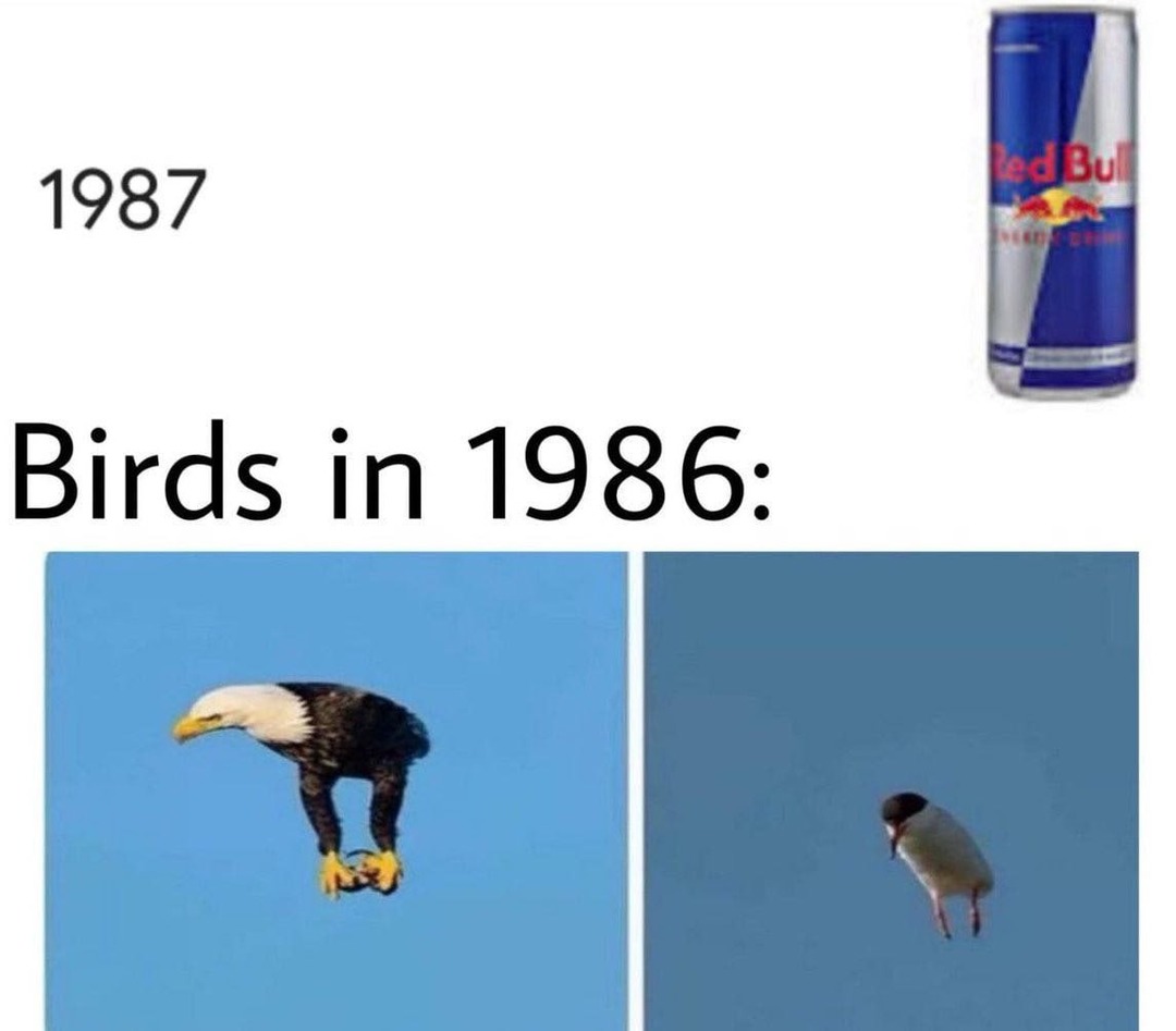Los pájaros en 1986 eran drones full HD 4K - meme