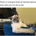 but im working in the meme factory