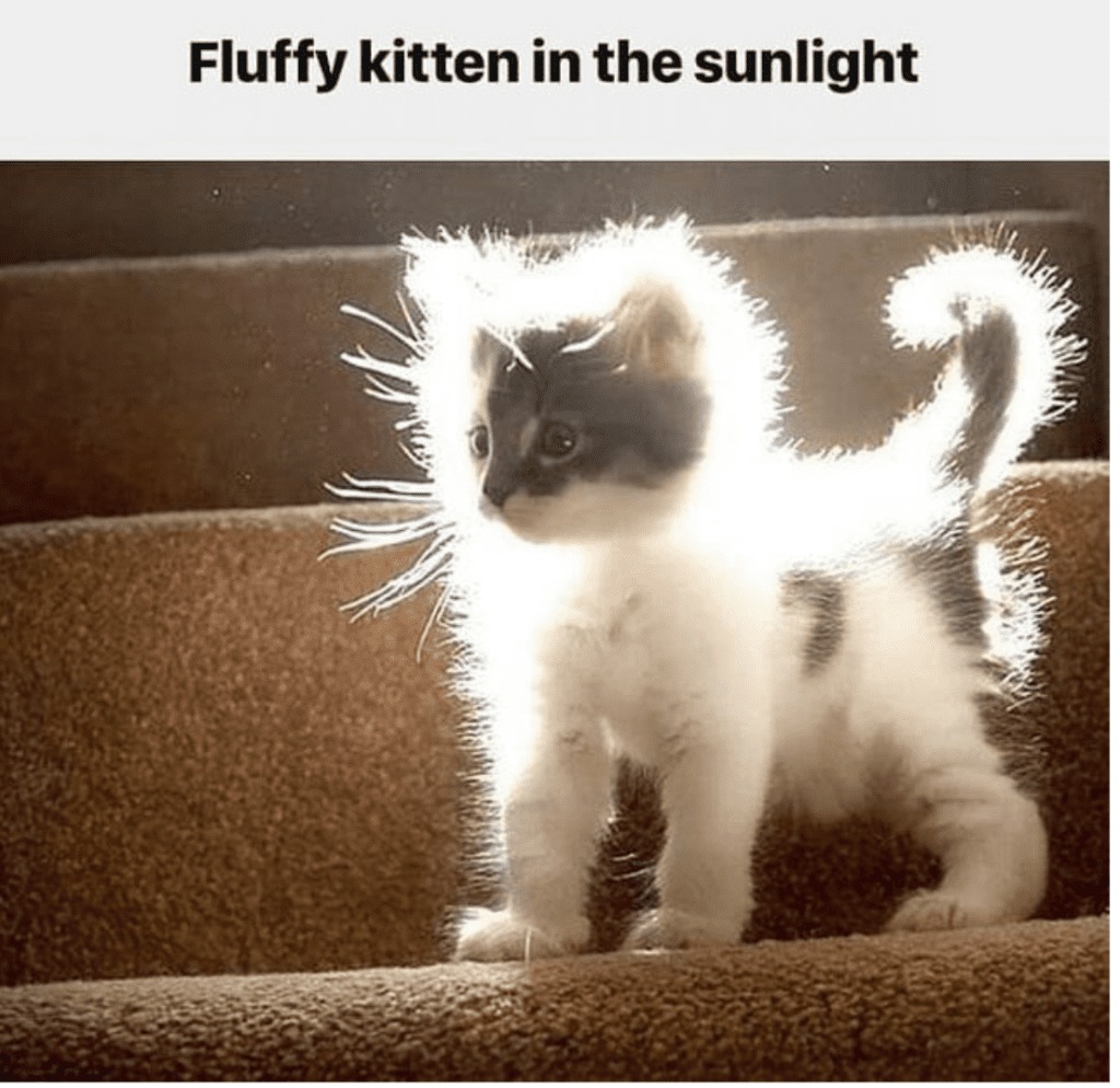 Electrified Kitten? - meme