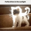Electrified Kitten?