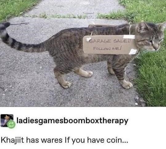 funny cat meme