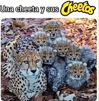 Un cheeta y sus cheetos - meme