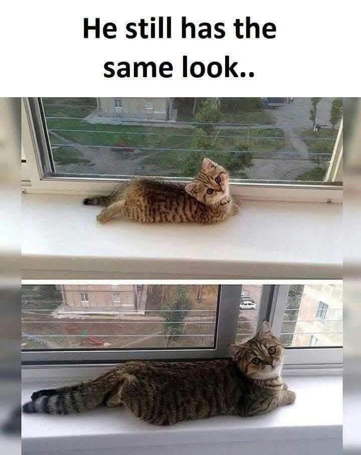 That same look he’s had for 10 years straight - meme