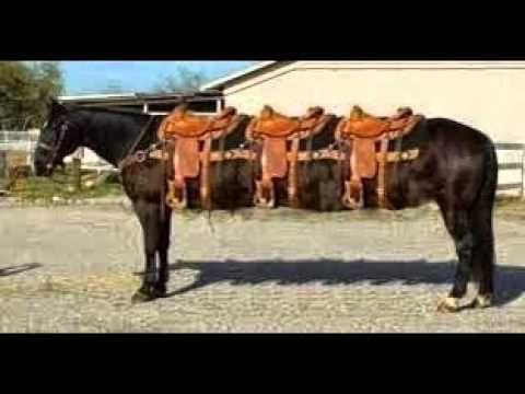 Long Horse To Brighten Your Day - meme