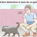 gato sexo