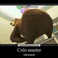 Culo master