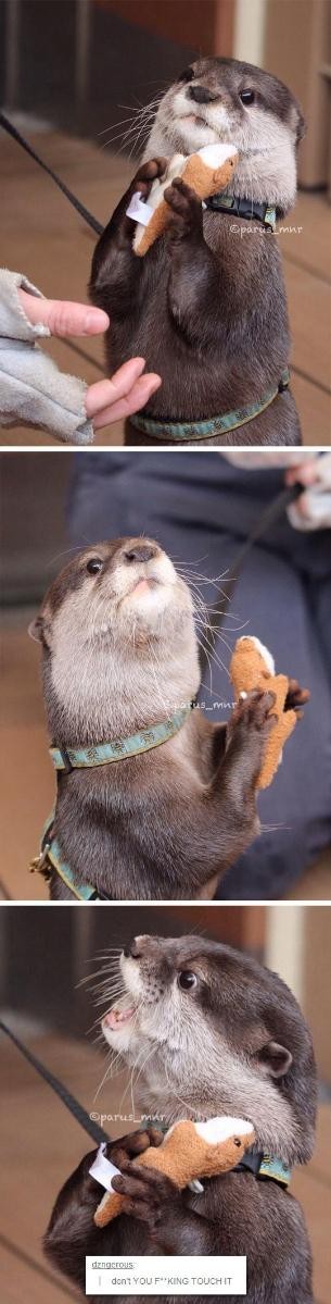 Happy otter. - meme