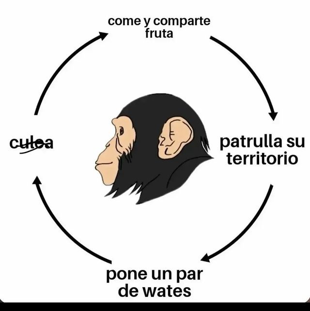 La vida del mono, la vida mejor - meme