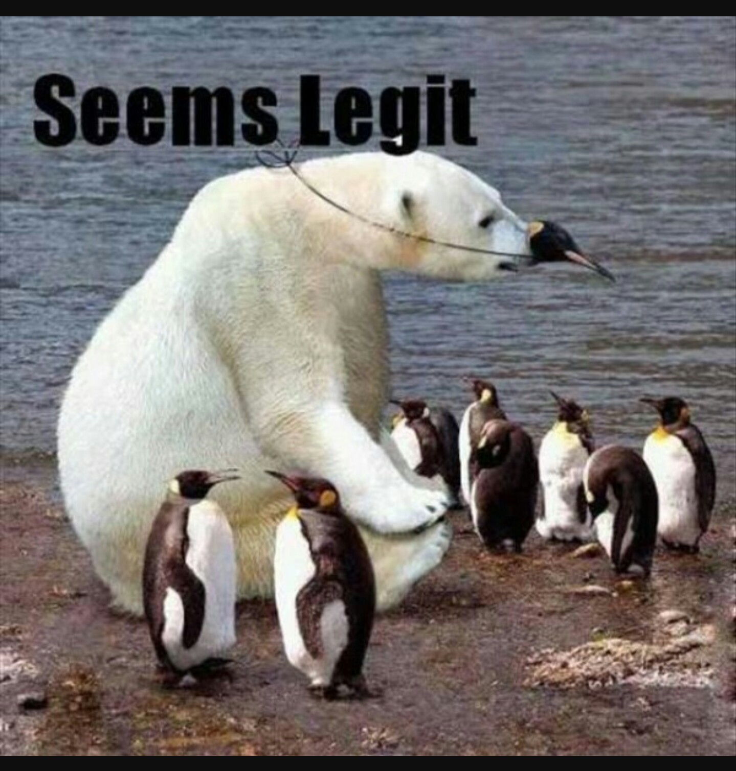 Silly polar bear tricks are kids - meme