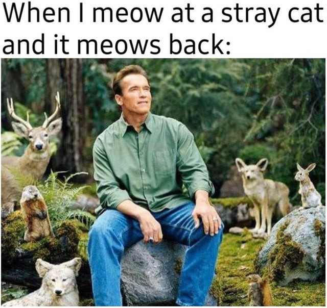 meowing cats - meme