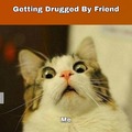 drugs make cats say moo