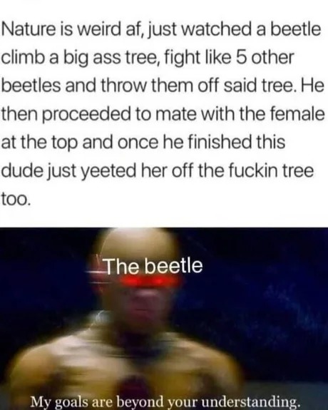 Beetle story - meme