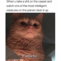 Your cat is your master