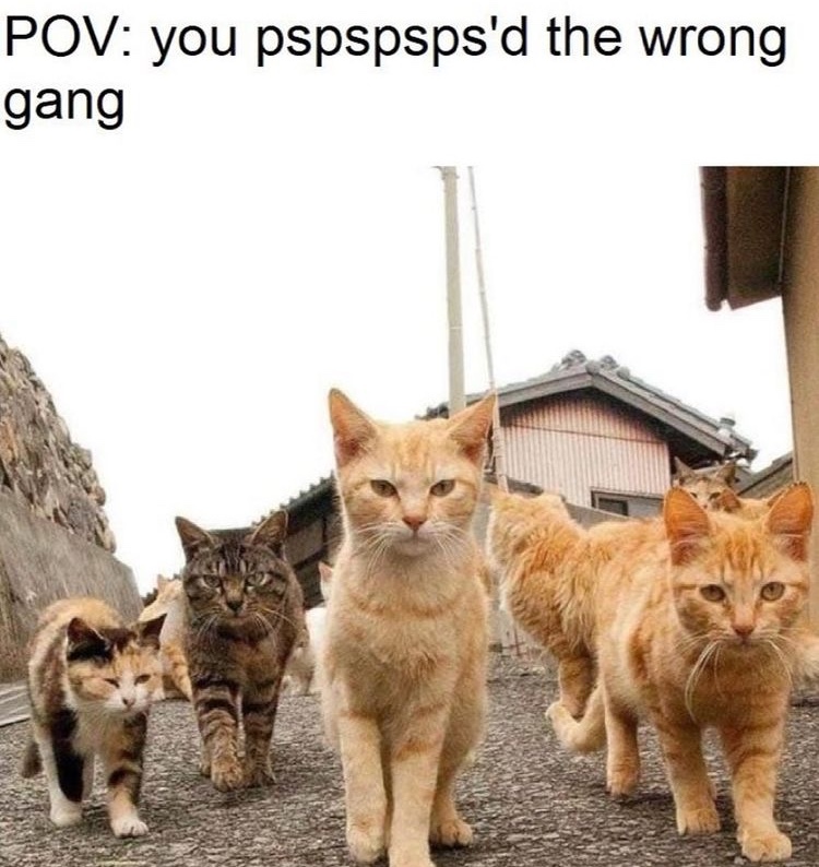 cat gang - meme