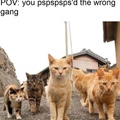 cat gang