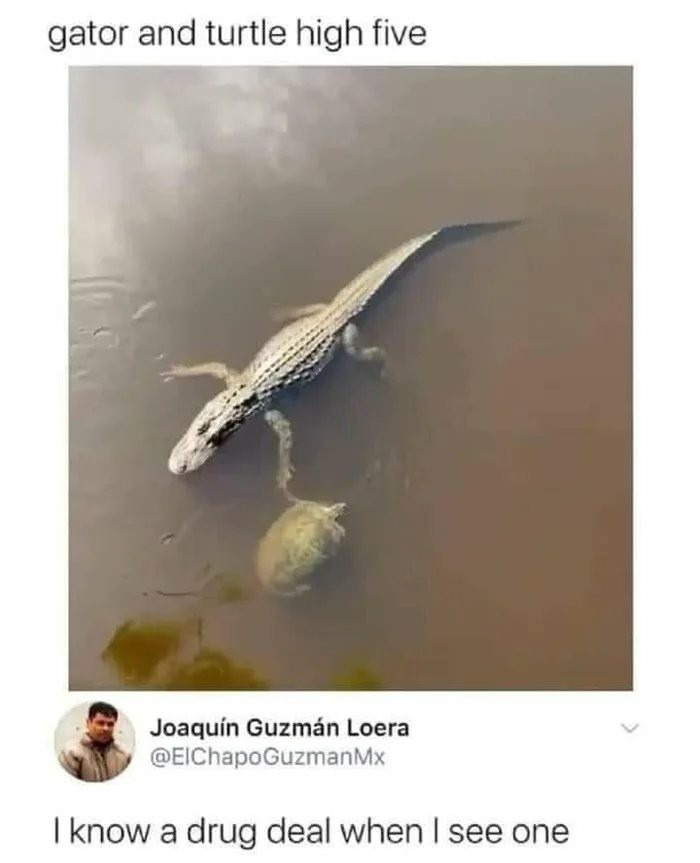 funny alligator and turtle high five meme