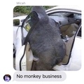 no monkey business